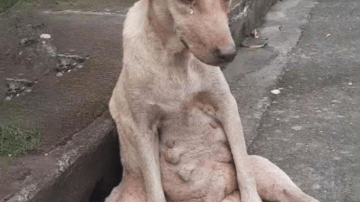 Scooch’s Miraculous Journey: From Despair to Unconditional Love