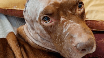 From Despair to Hope: The Unyielding Spirit of a Rescued Soul